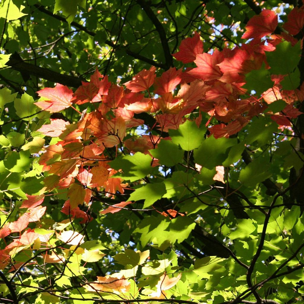 Acer rubrum - Acero Rosso