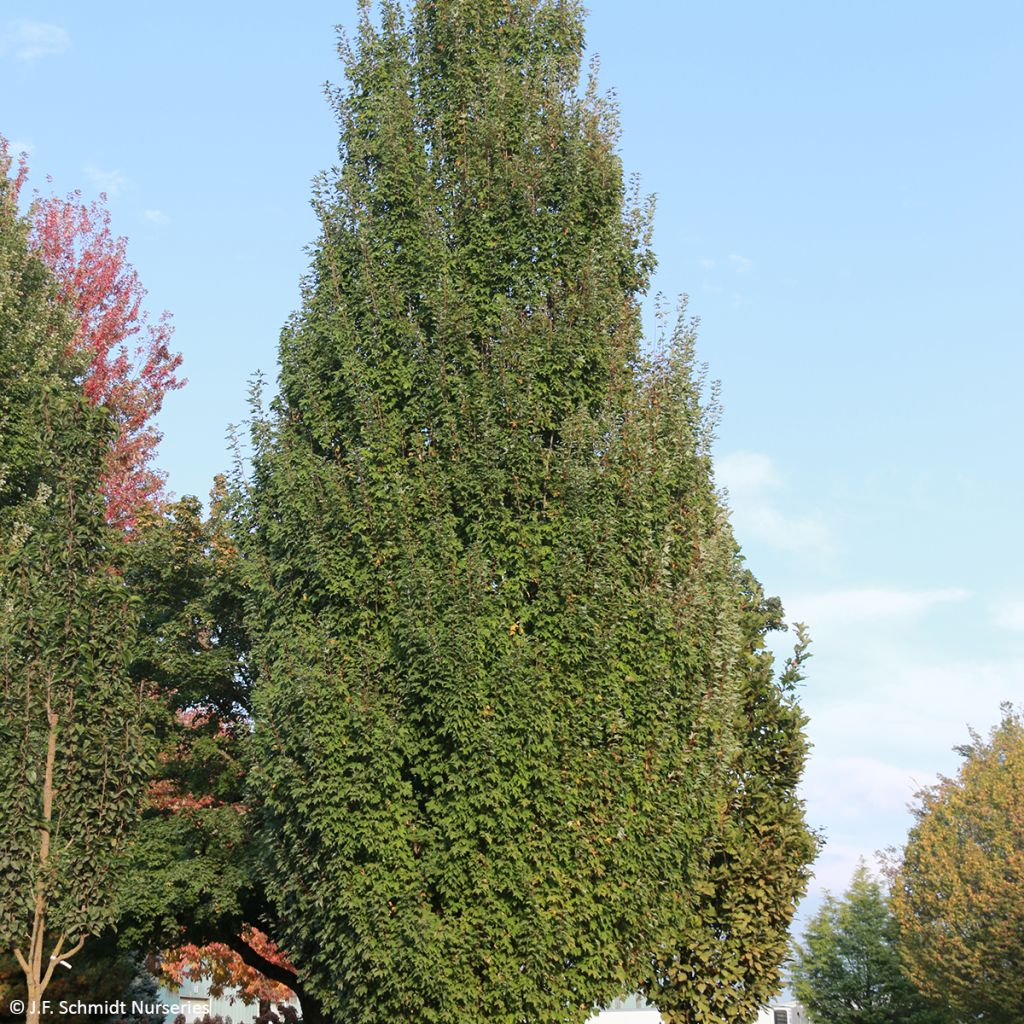 Acer rubrum Armstrong Gold - Acero Rosso