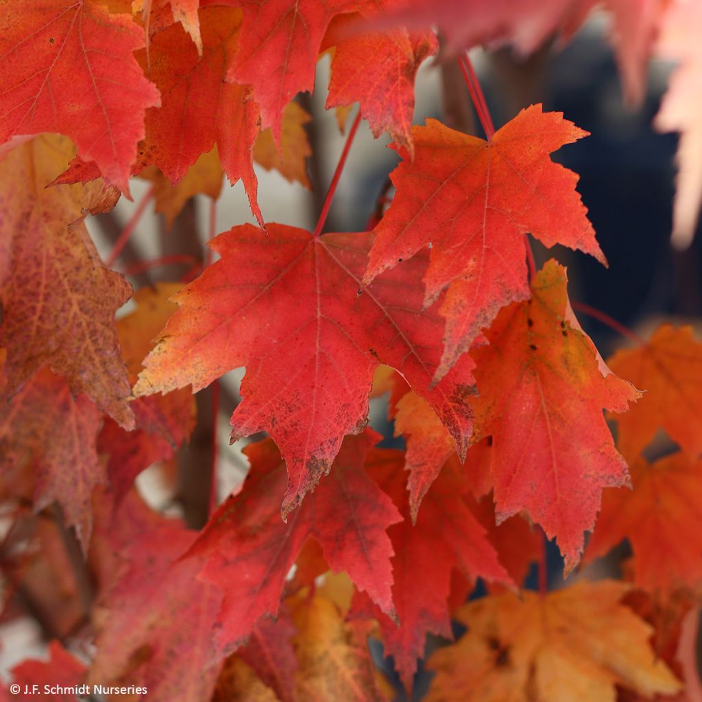 Acer rubrum Armstrong Gold - Acero Rosso