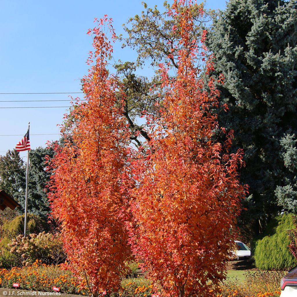 Acer rubrum Armstrong Gold - Acero Rosso