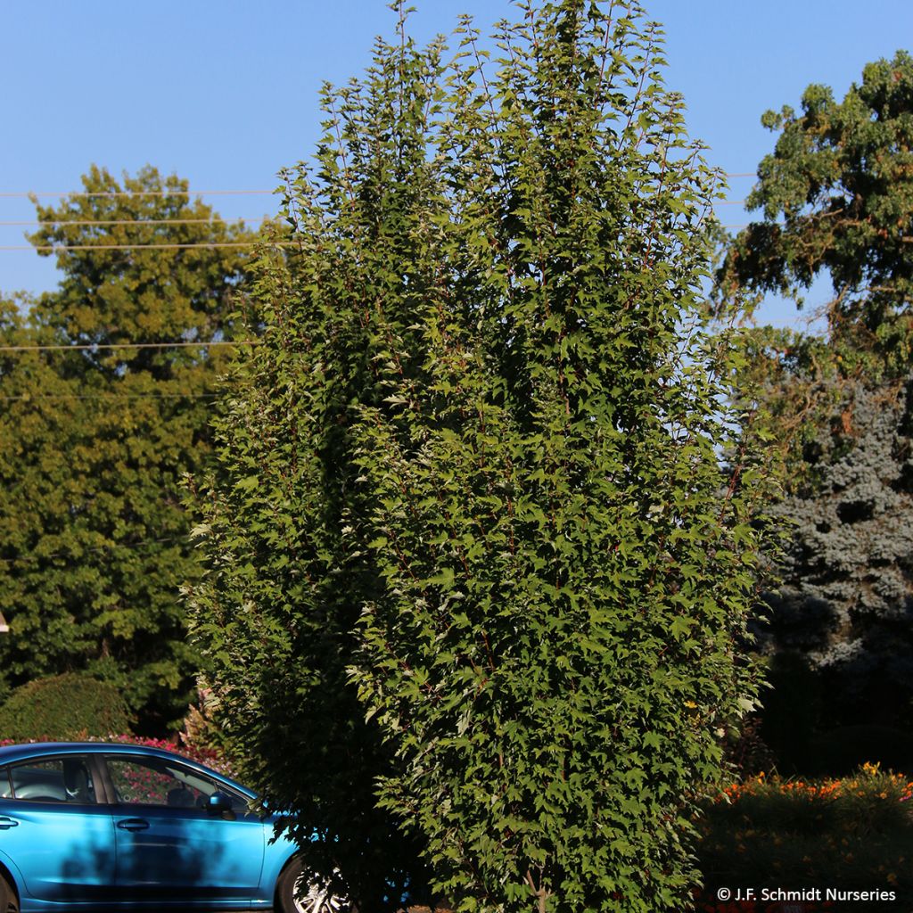 Acer rubrum Armstrong Gold - Acero Rosso