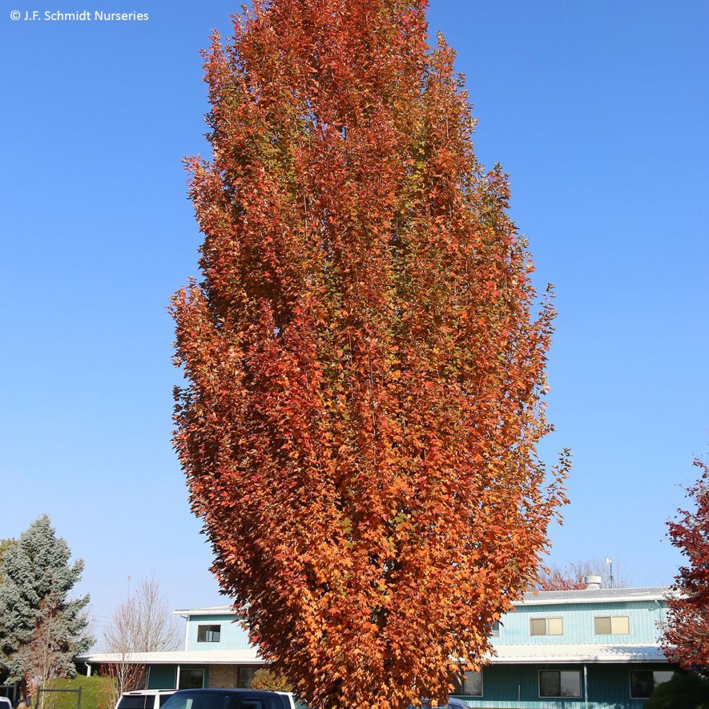 Acer rubrum Armstrong Gold - Acero Rosso