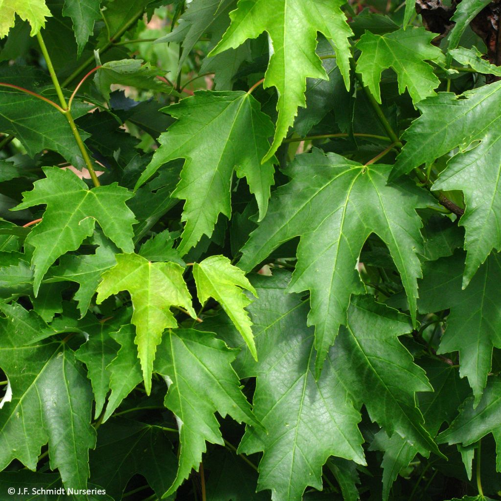 Acer rubrum Armstrong Gold - Acero Rosso