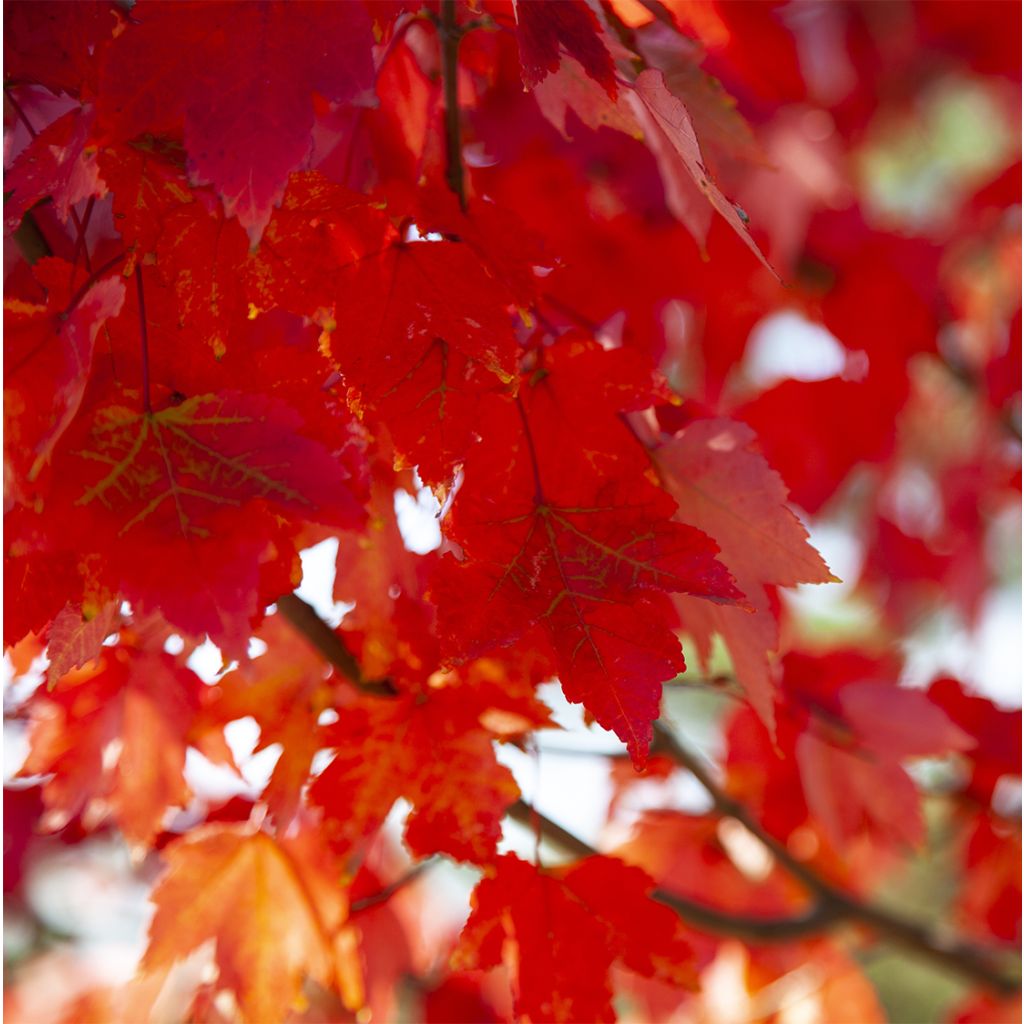 Acer rubrum Summer Red - Acero Rosso