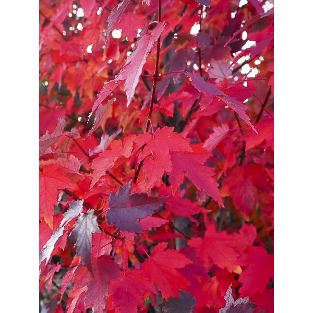 Acer rubrum Sun Valley - Acero Rosso