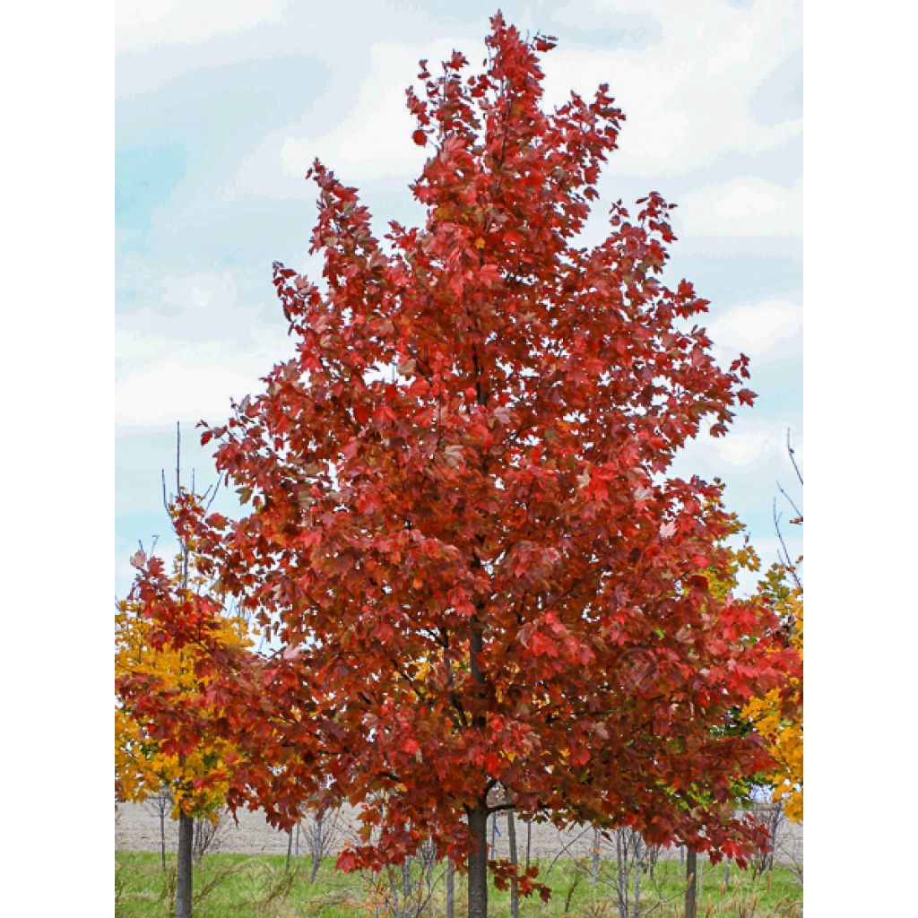 Acer rubrum Sun Valley - Acero Rosso