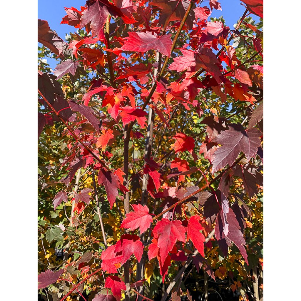 Acer rubrum Sun Valley - Acero Rosso