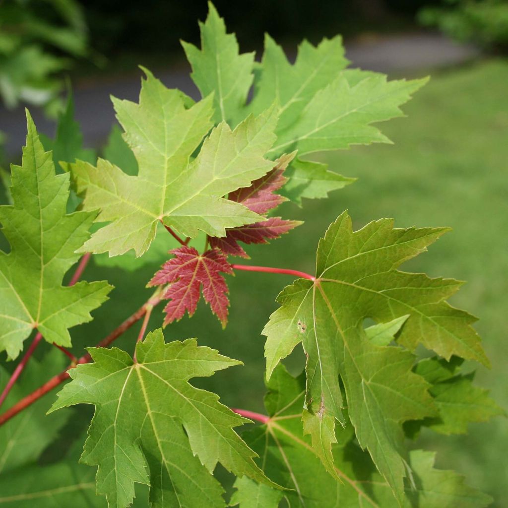 Érable argenté - Acer saccharinum