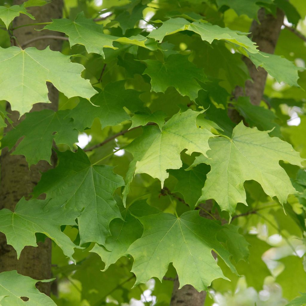 Acer saccharum - Érable à sucre