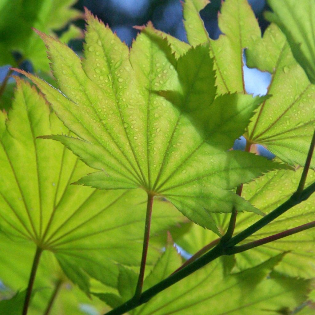 Acer shirasawanum Aureum - Acero giapponese