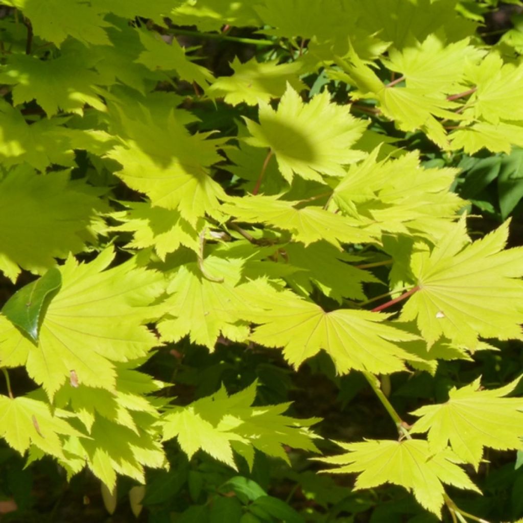 Acer shirasawanum Aureum - Acero giapponese