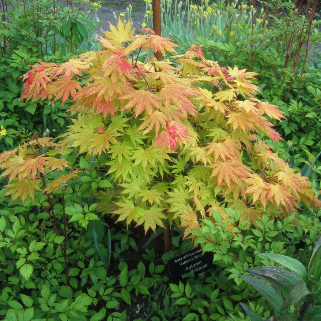 Erable du Japon - Acer shirasawanum Autumn moon