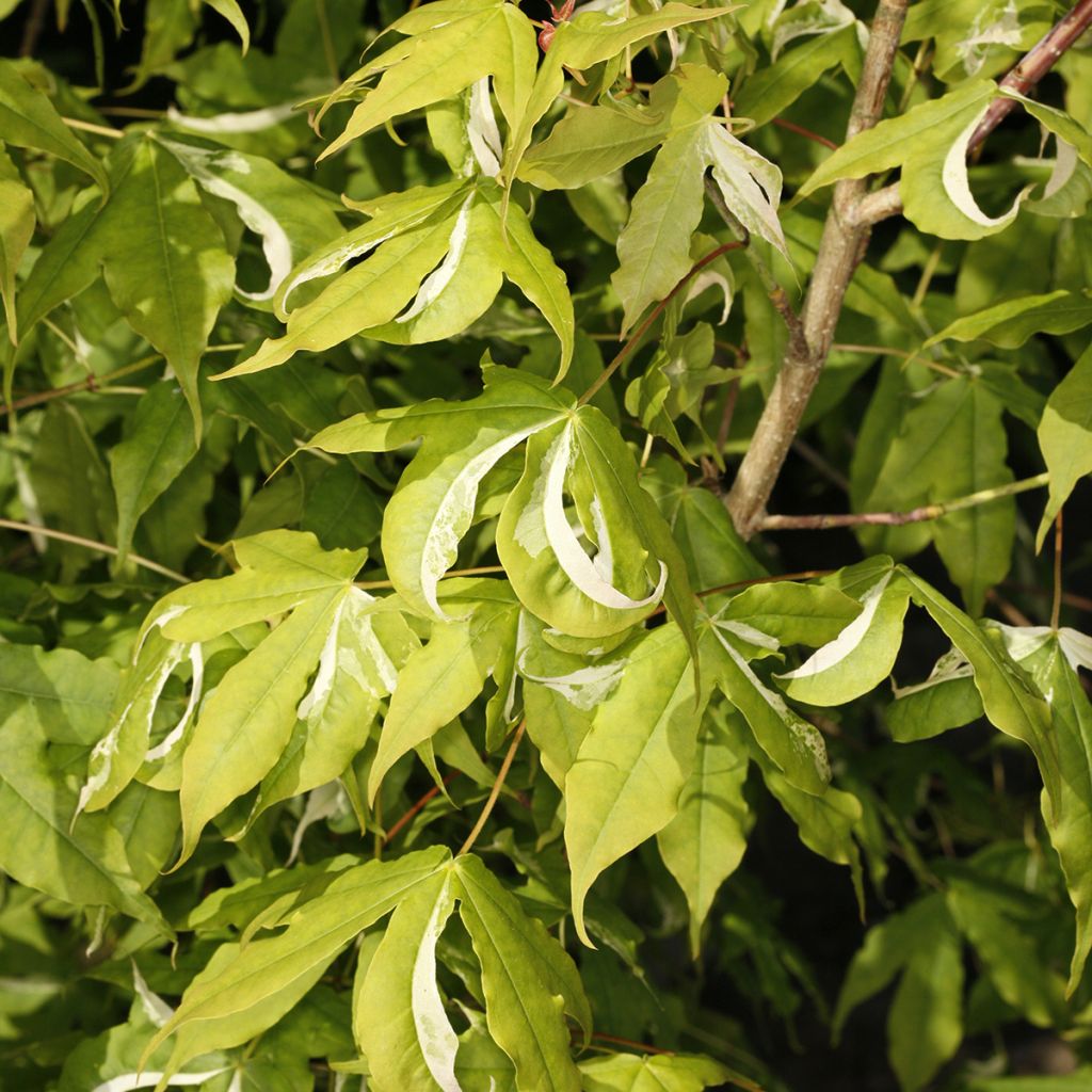 Acer truncatum Akikaze-nishiki