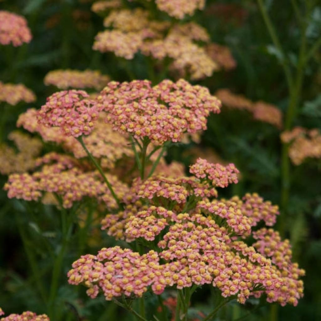 Achillea millefolium Walter Funcke