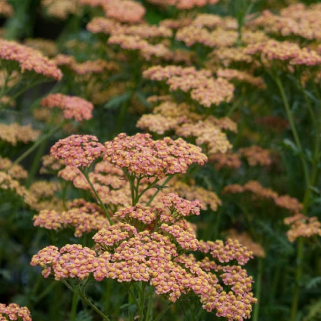 Achillea millefolium Walter Funcke