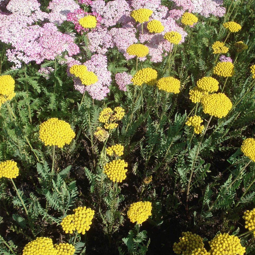 Achillée - Achillea Parker's Variety