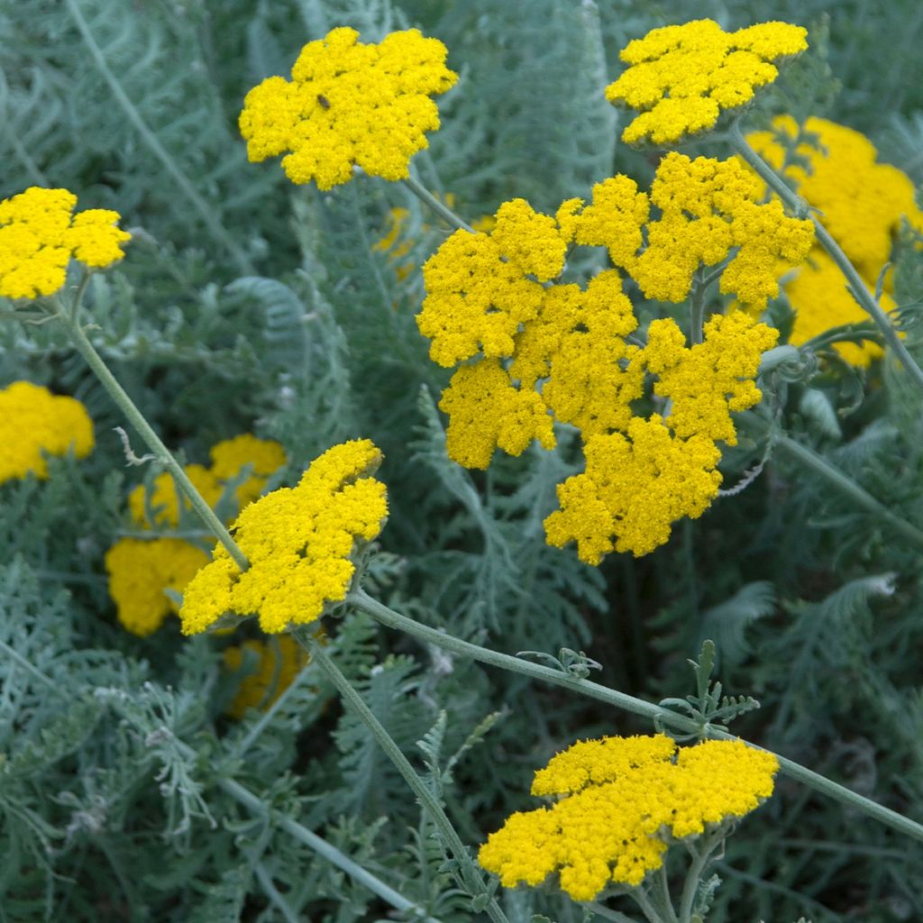 Achillea clypeolata