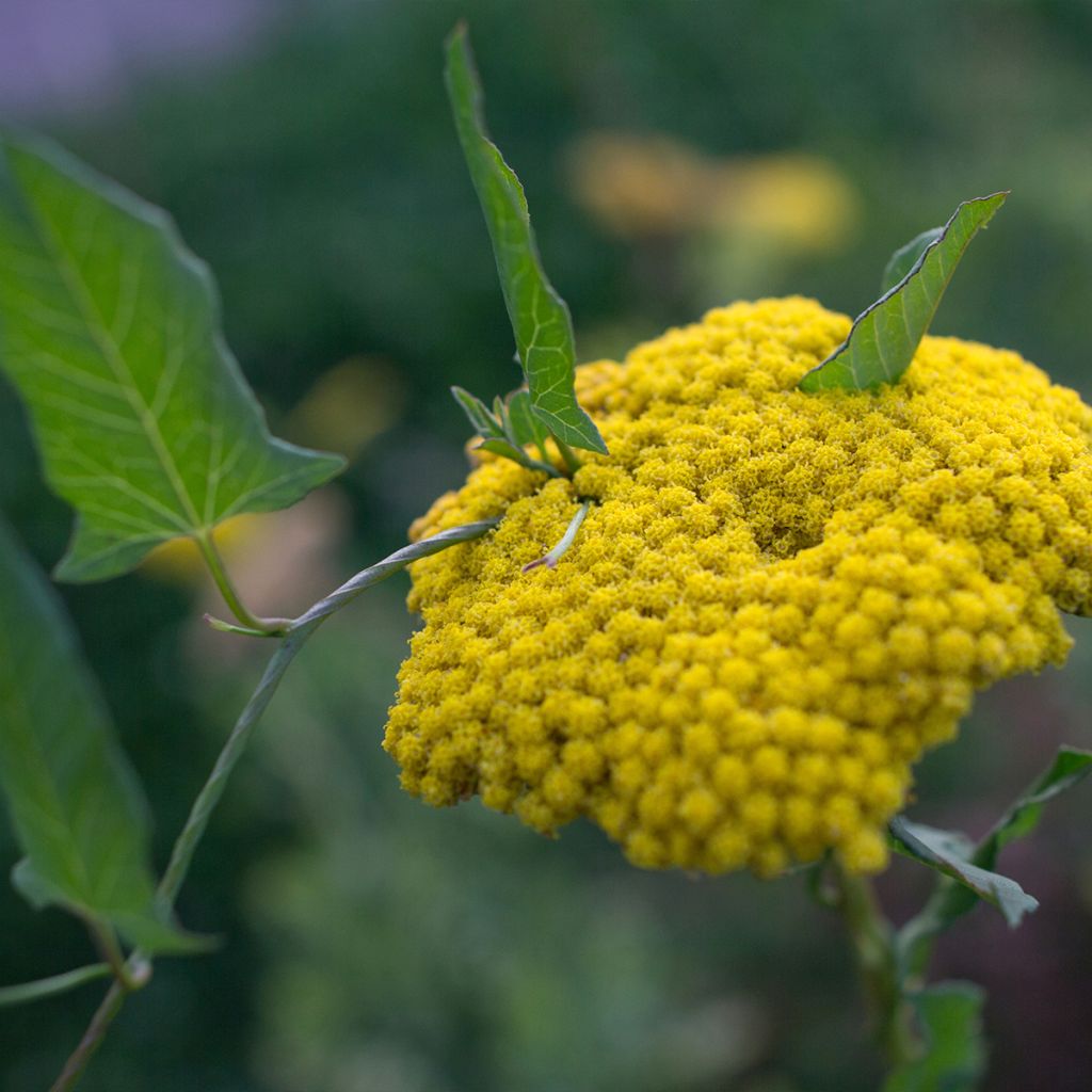 Achillea clypeolata