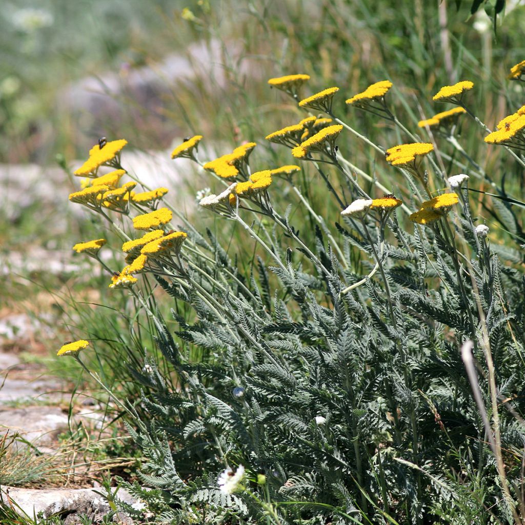 Achillea clypeolata