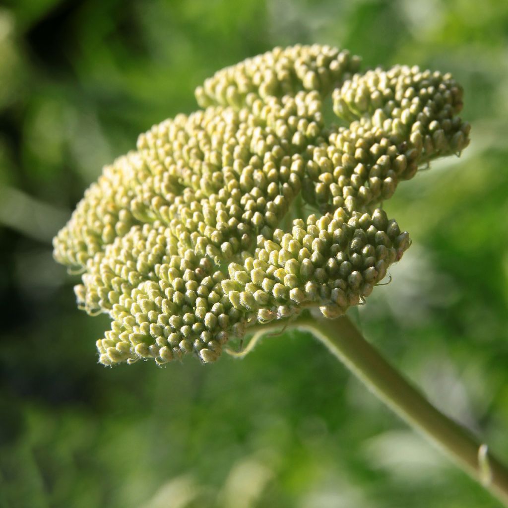 Achillea clypeolata