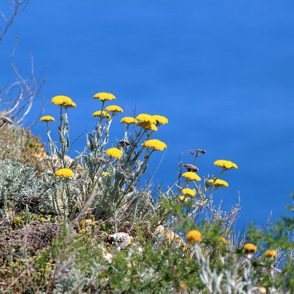 Achillea clypeolata