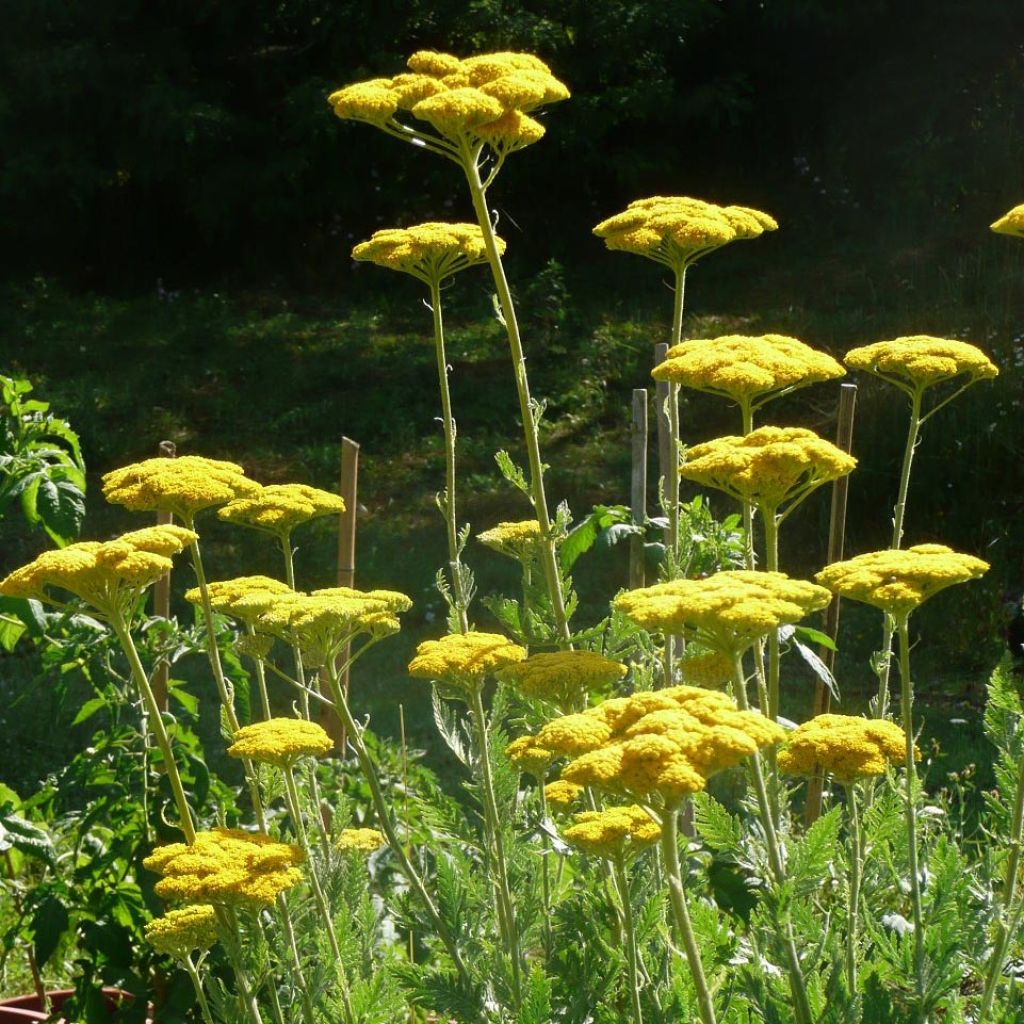 Achillée, Achillea fillipendulina Cloth of Gold