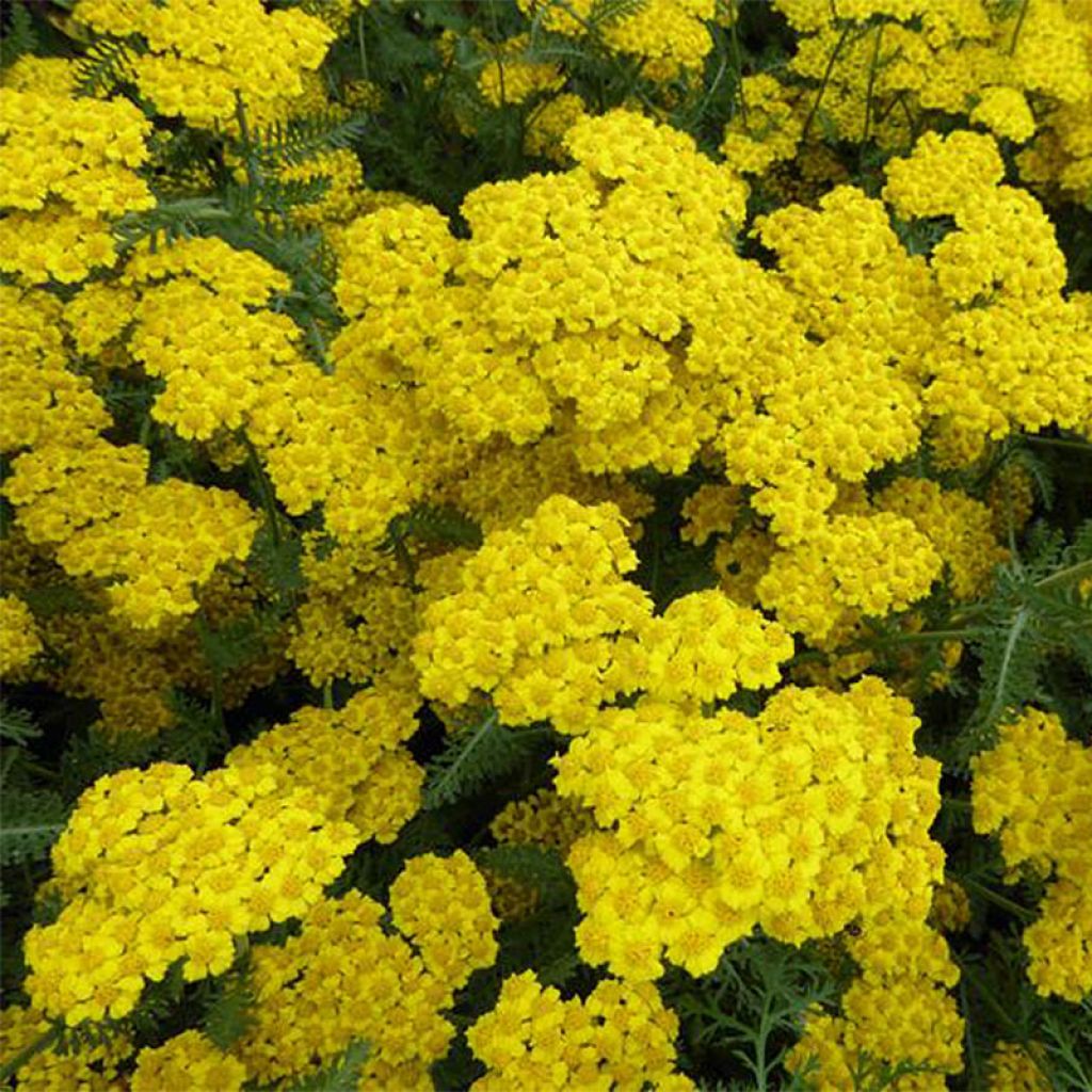 Achillea Little Moonshine