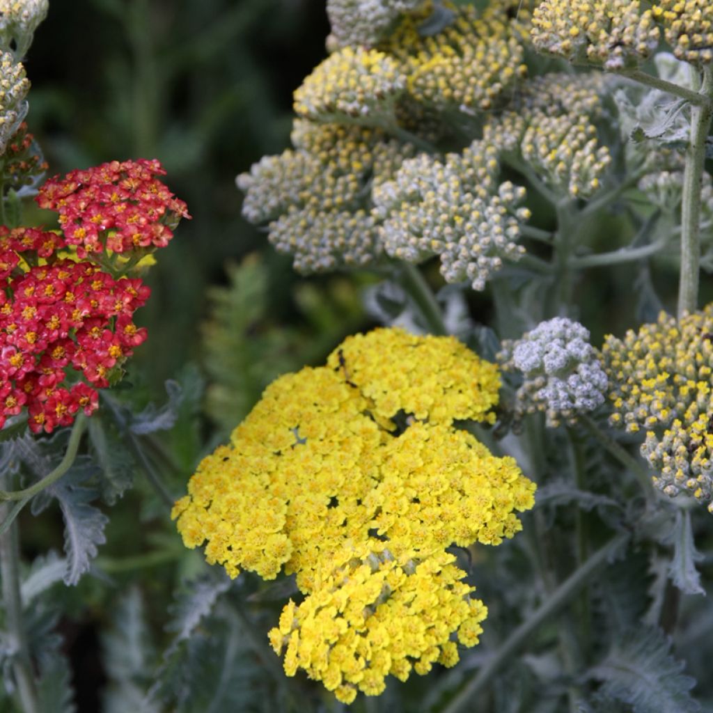 Achillea Little Moonshine