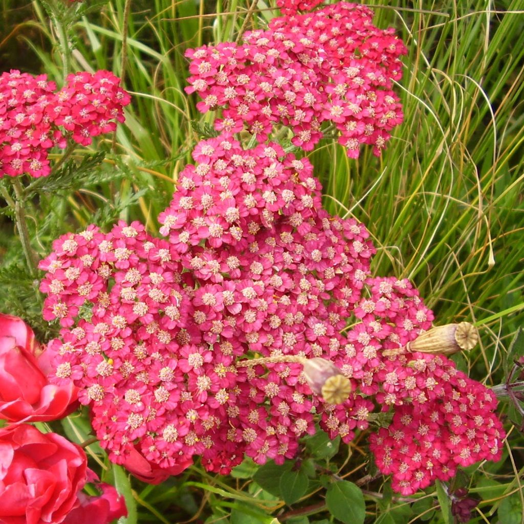 Achillea hybride Petra - Achillée 