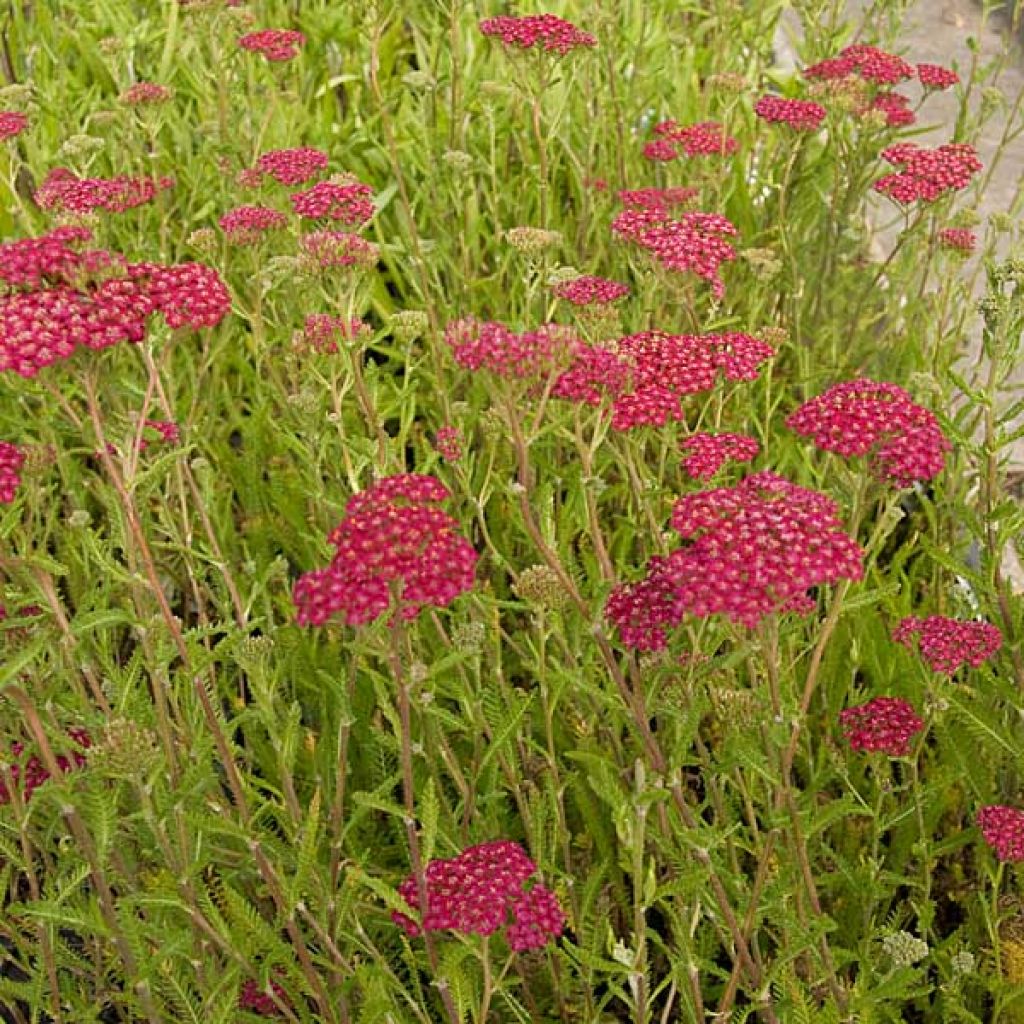 Achillea millefolium Velours