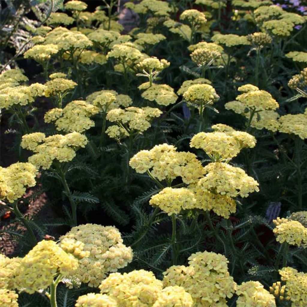 Achillea millefolium  Desert Eve Yellow - Achillée millefeuille jaune vif