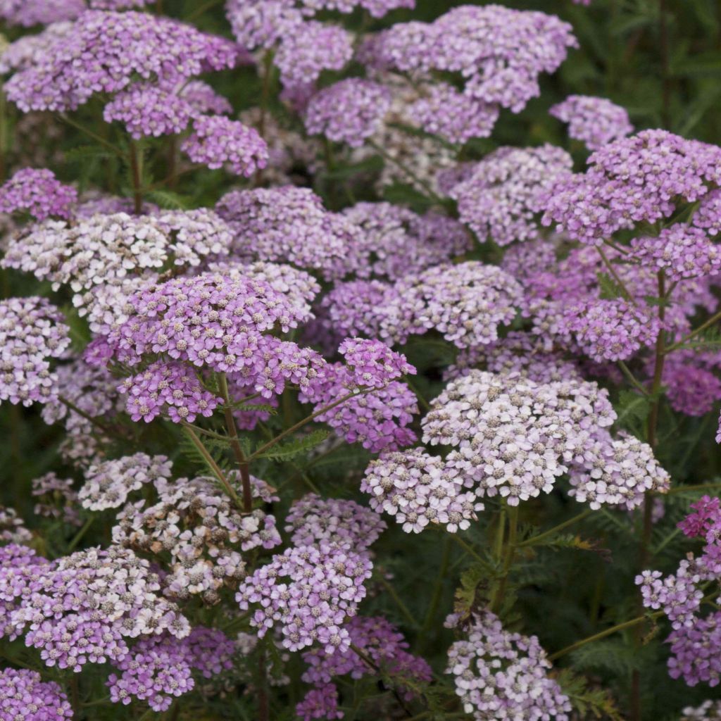 Achillée millefeuille Excel - Achillea millefolium