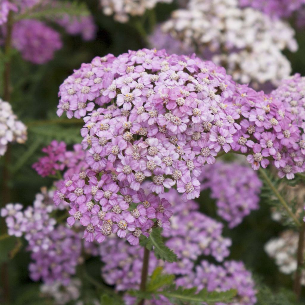 Achillée millefeuille Excel - Achillea millefolium