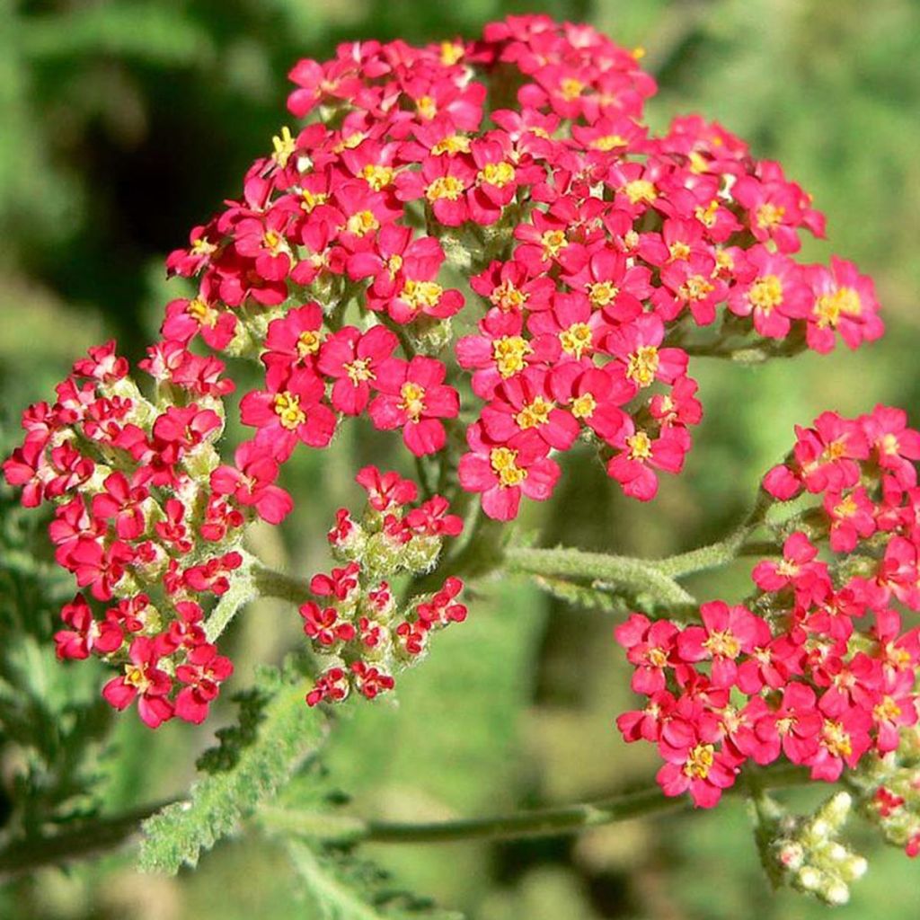 Achillée -  Achillea millefolium Paprika