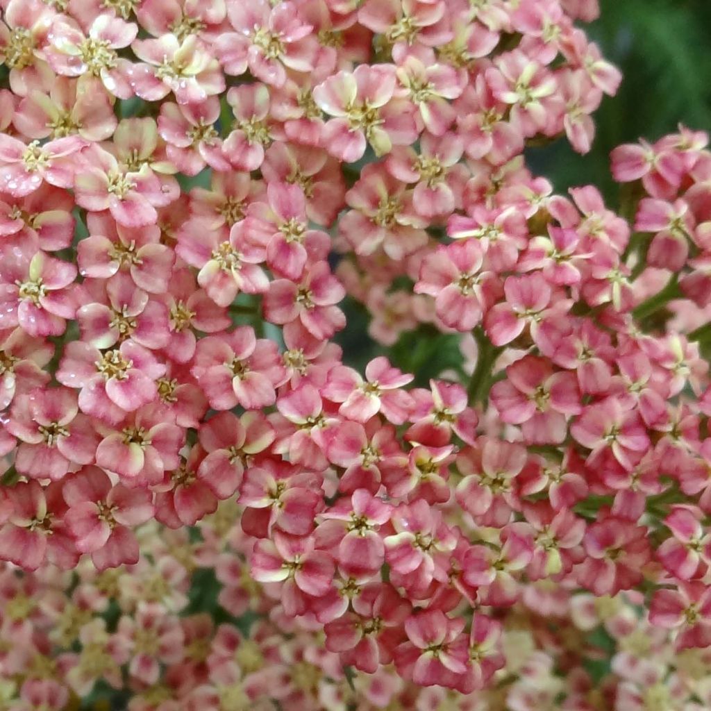 Achillea millefolium Peachy Seduction