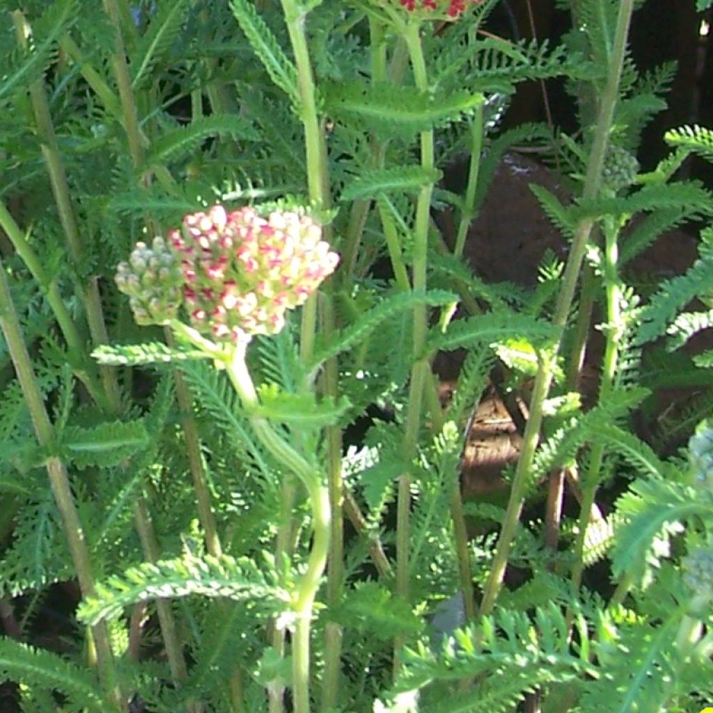 Achillée, Achillea millefolium The Beacon