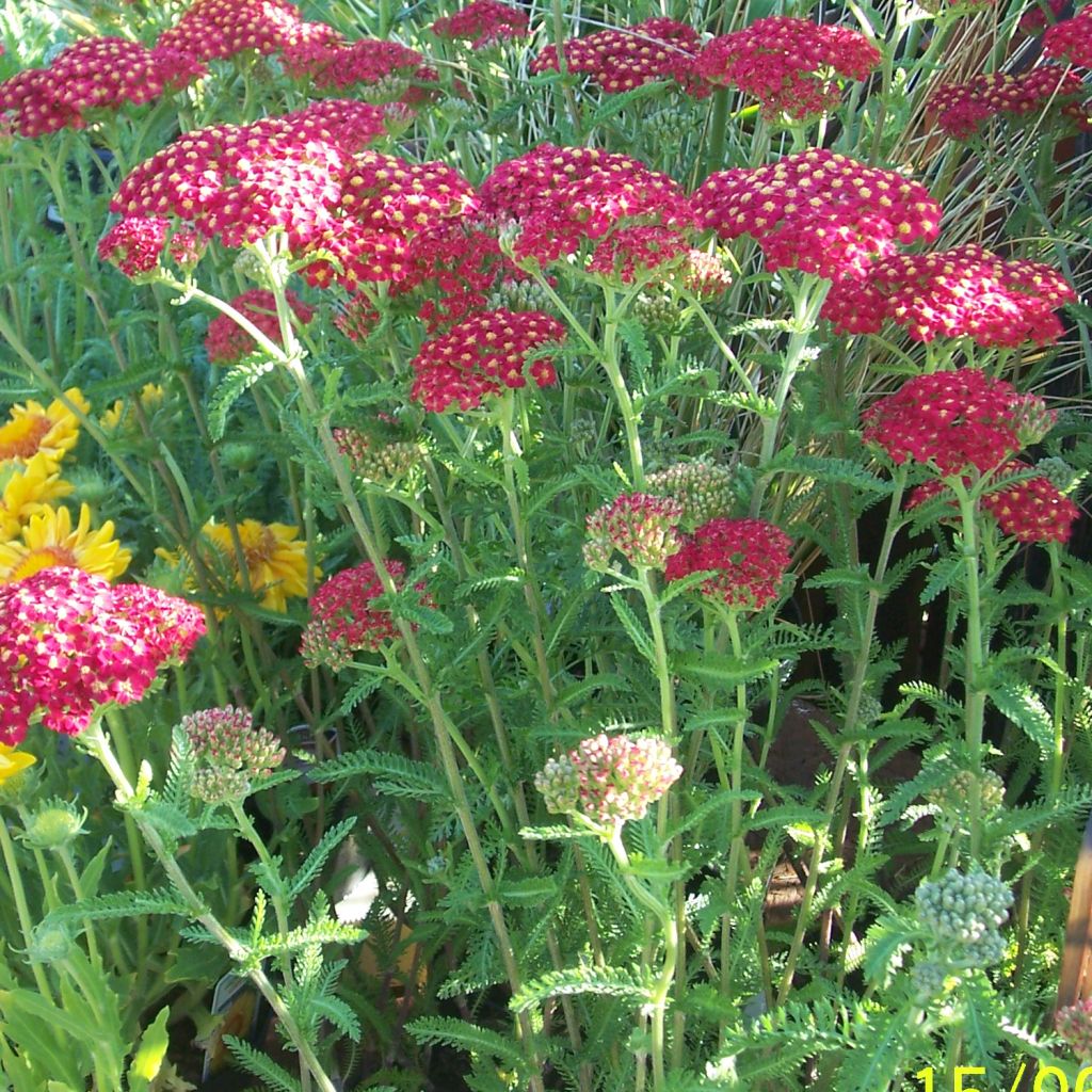 Achillée, Achillea millefolium The Beacon