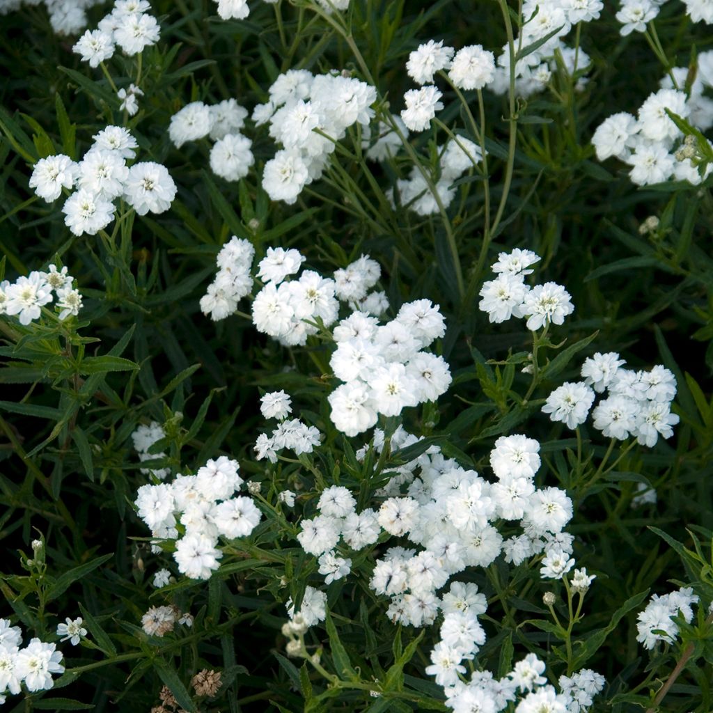 Achillea ptarmica Boule de Neige