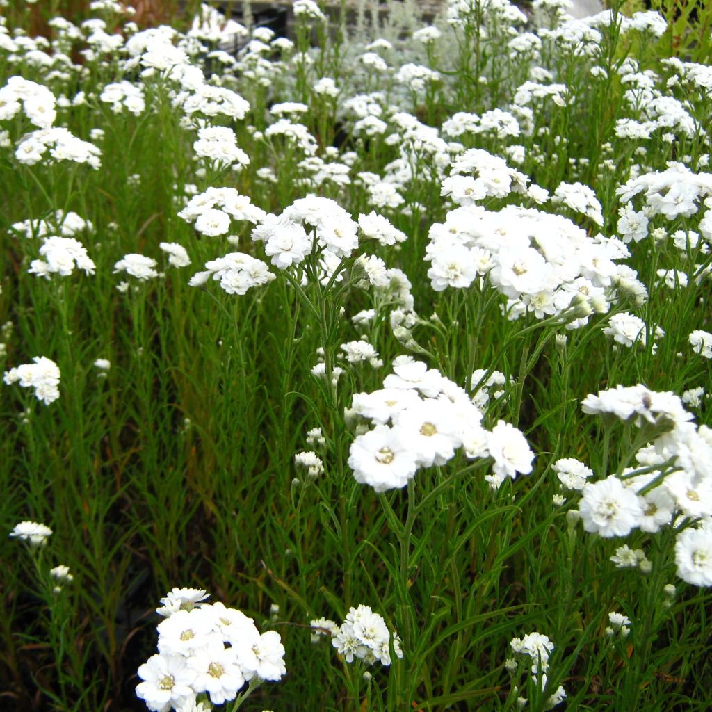 Achillea ptarmica Weihenstephan - Bouton d'argent