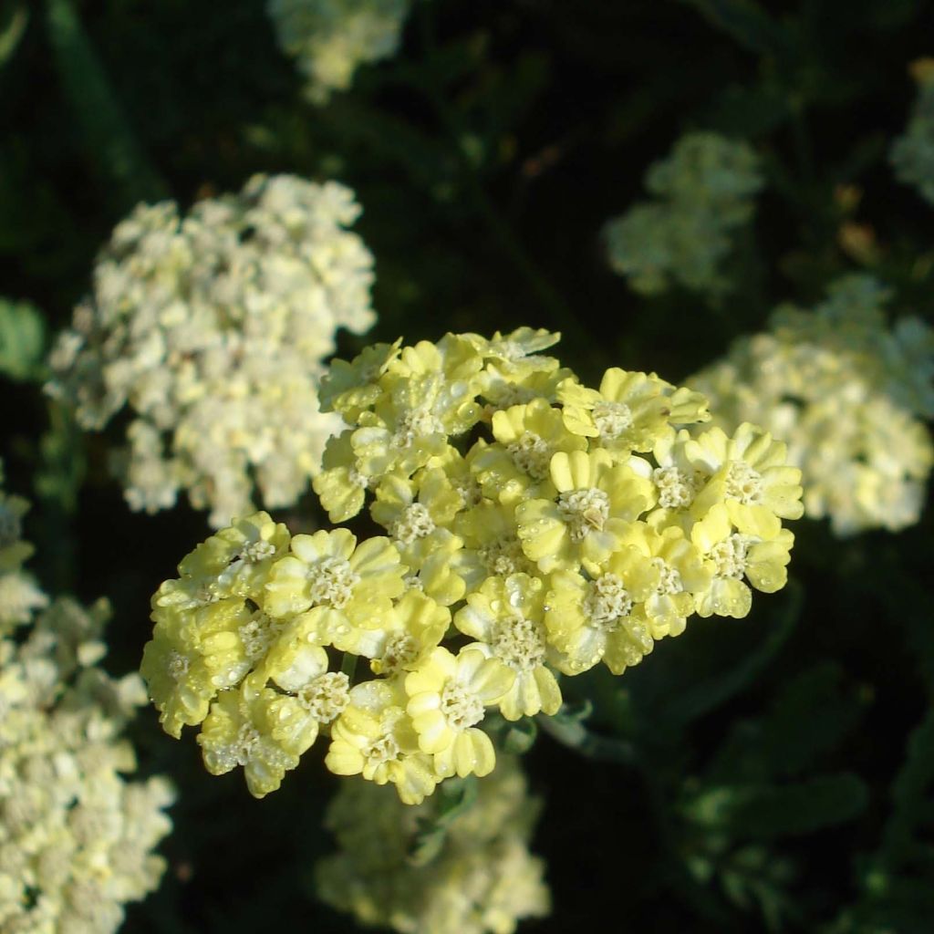 Achillée taygetea - Achillea taygetea