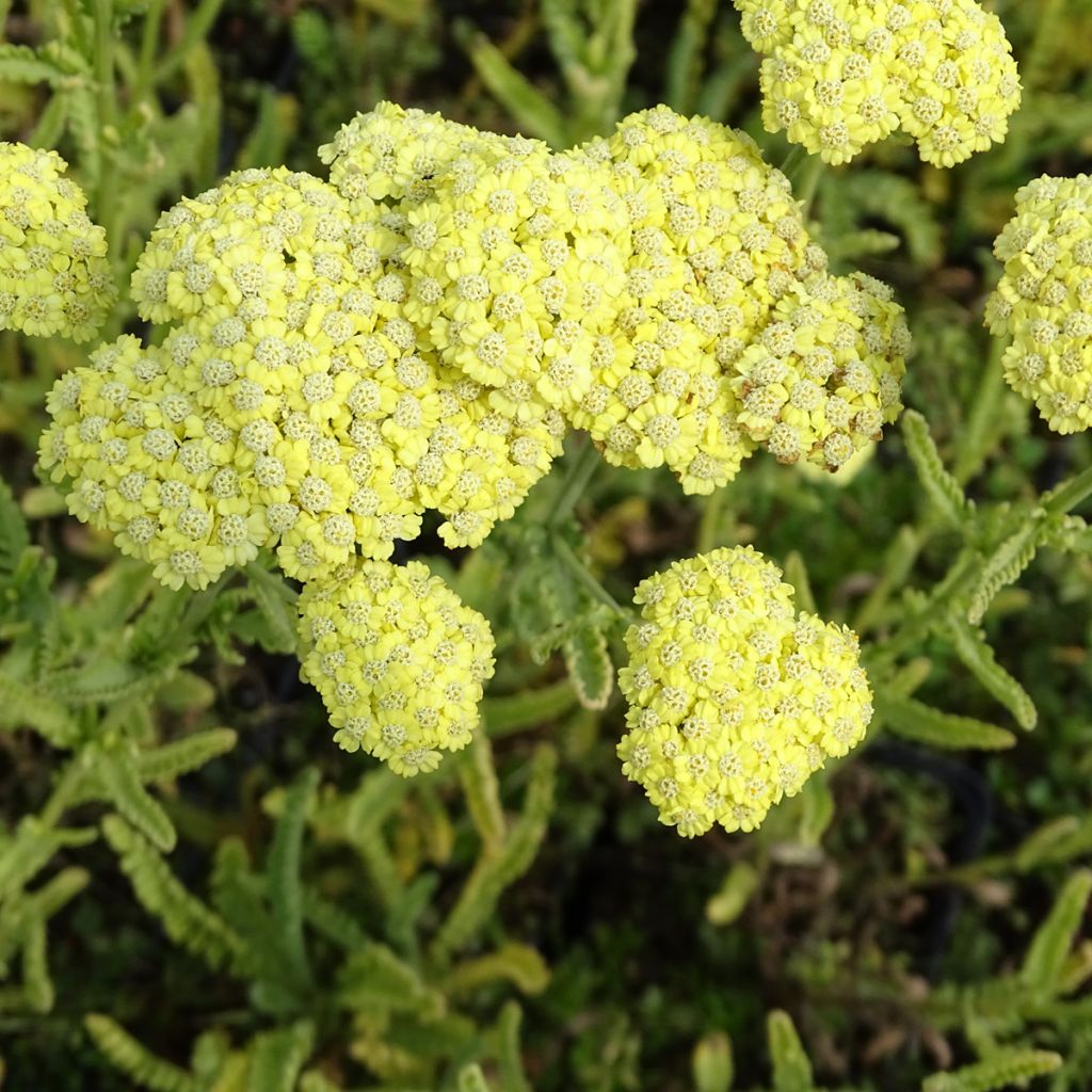 Achillée taygetea - Achillea taygetea