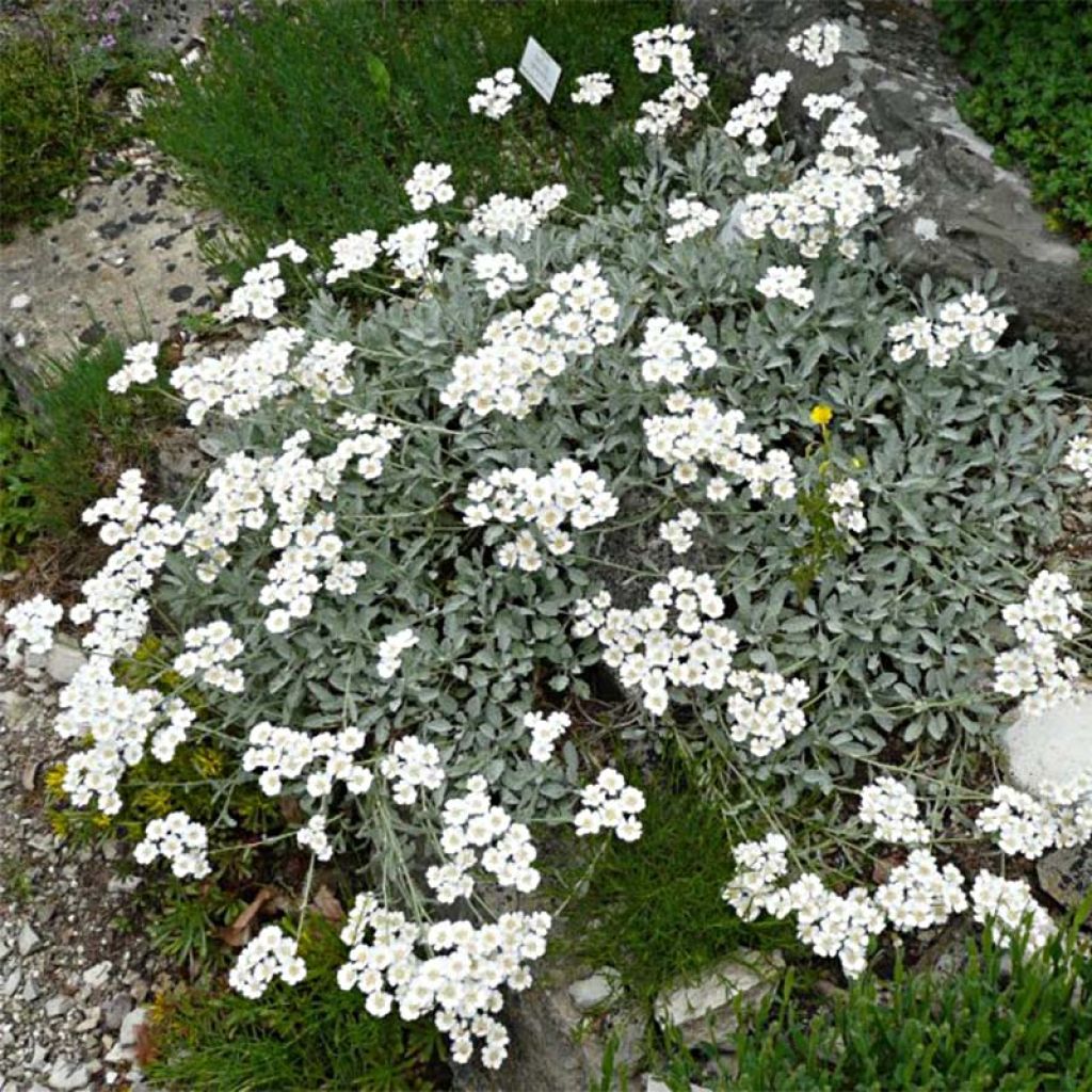 Achillea umbellata - Achillée