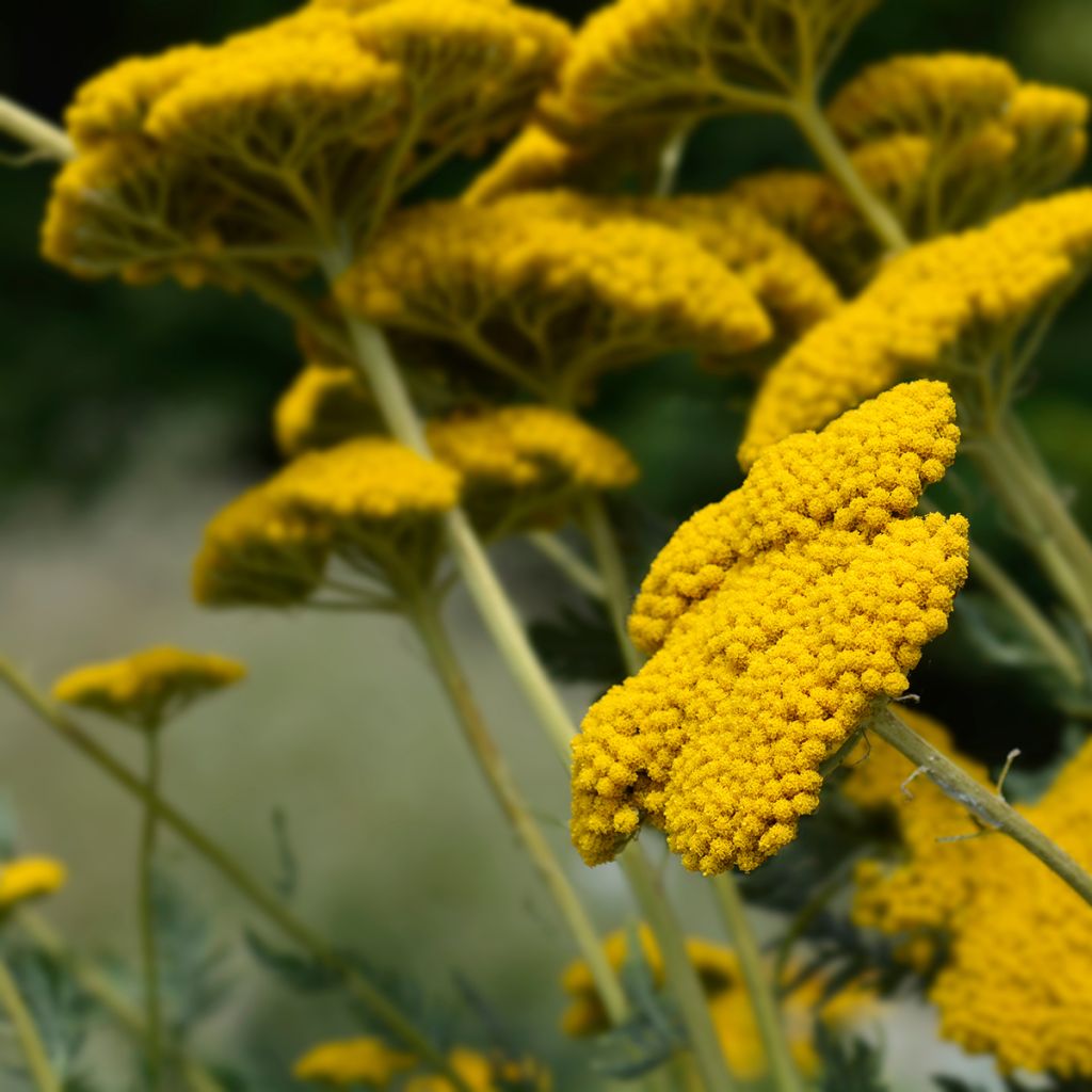 Achillea filipendulina Parker's Variety