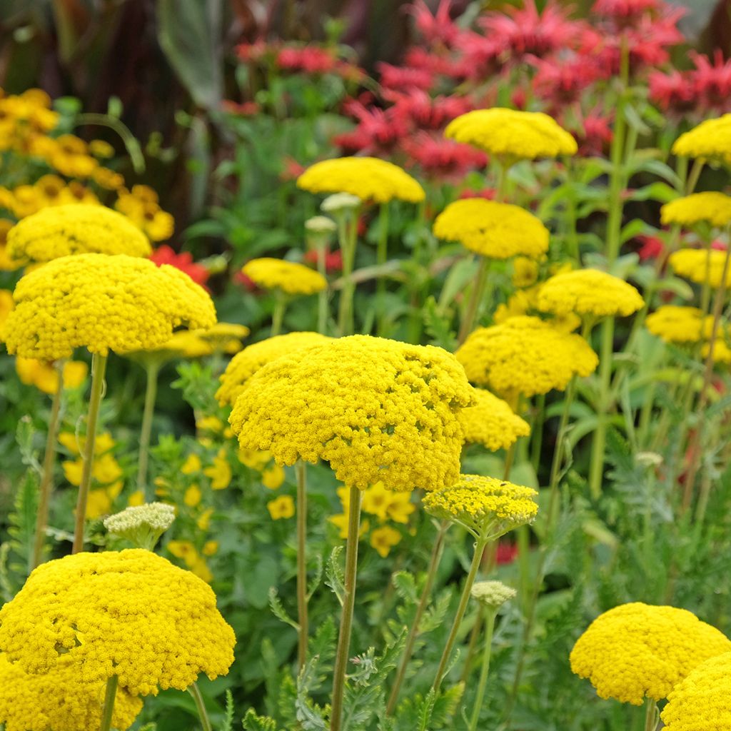 Achillea filipendulina Parker's Variety