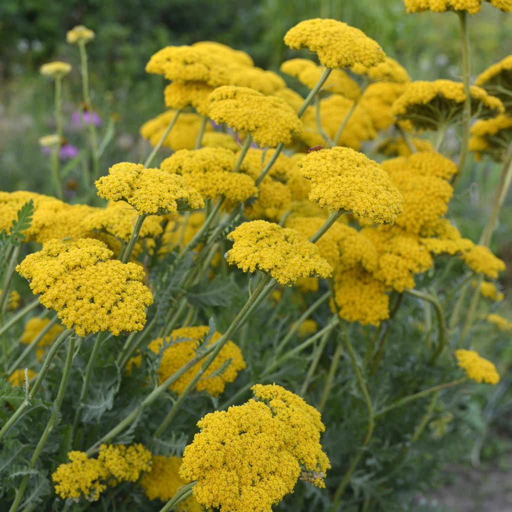 Achillea filipendulina Parker's Variety