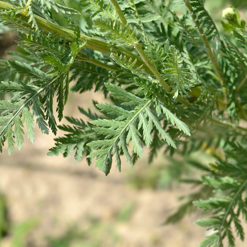 Achillea filipendulina Parker's Variety