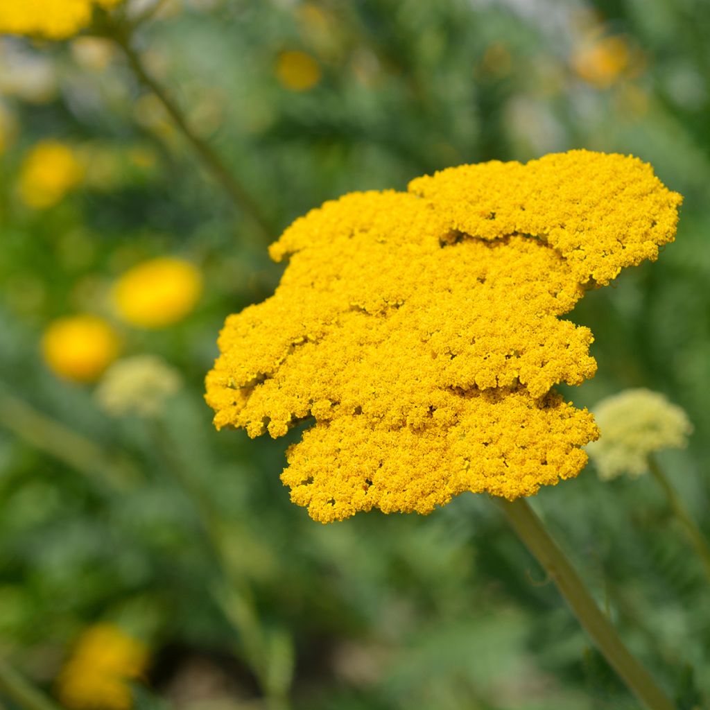 Achillea filipendulina Parker's Variety