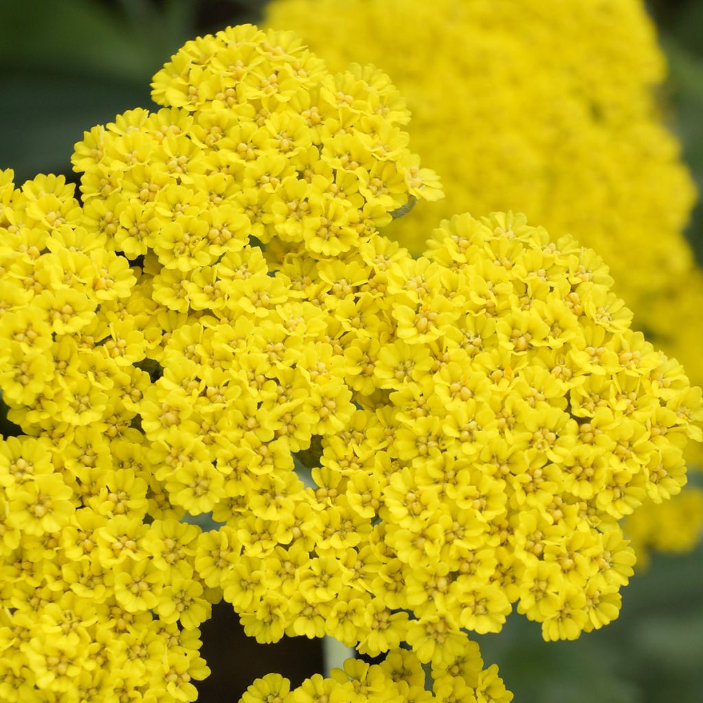 Achillea Moonshine