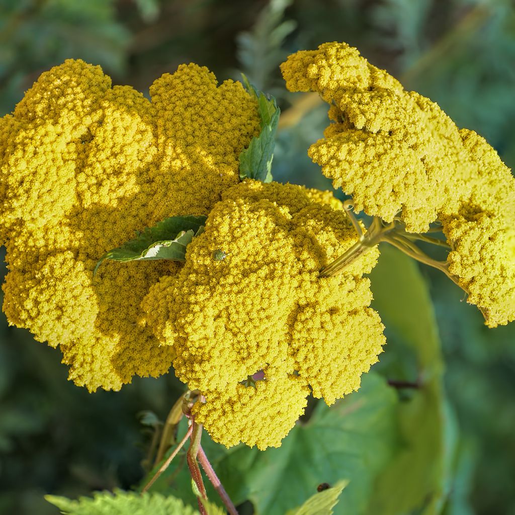 Achillea Moonshine