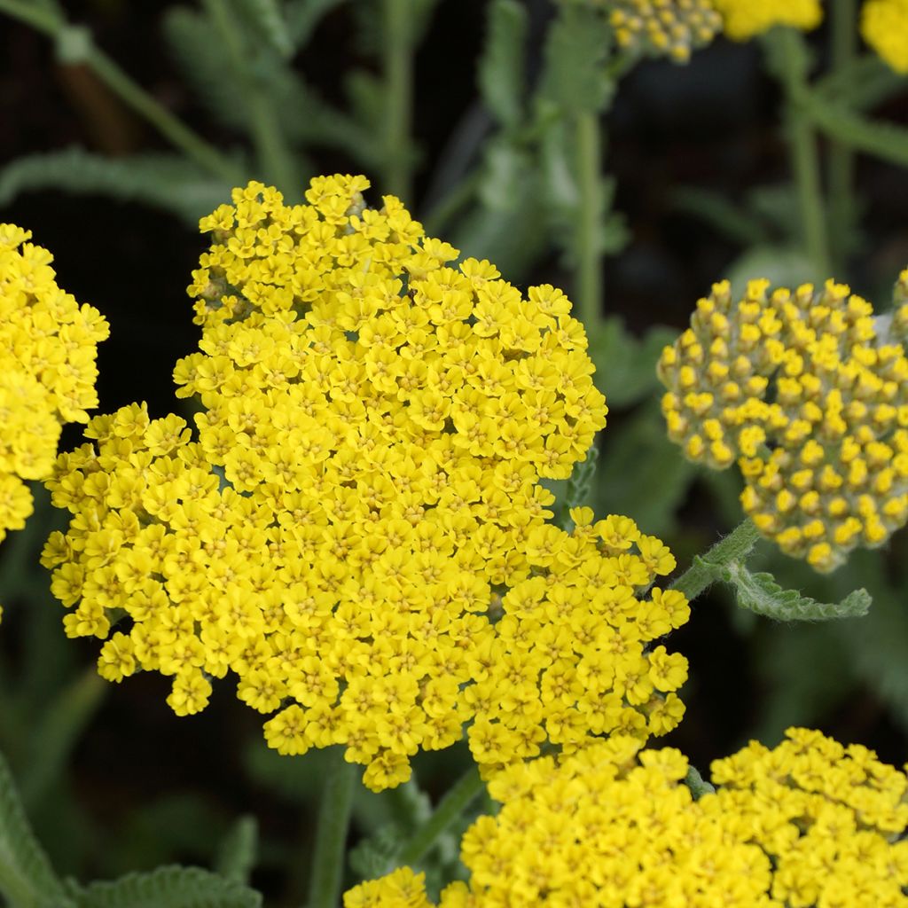 Achillea Moonshine